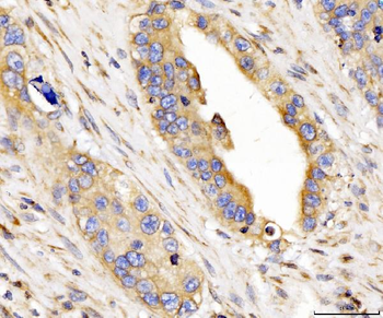 CYB5B Rabbit Polyclonal Antibody