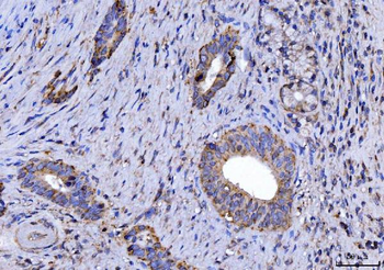 CYB5B Rabbit Polyclonal Antibody