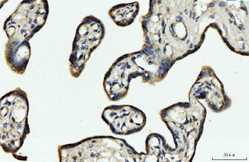 CYB5B Rabbit Polyclonal Antibody