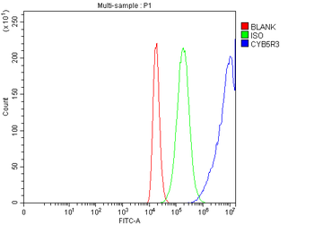 CYB5R3 Rabbit Polyclonal Antibody