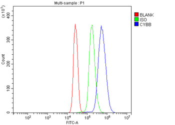 NOX2/gp91phox/CYBB Rabbit Polyclonal Antibody