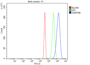 DNMT3B Rabbit Polyclonal Antibody