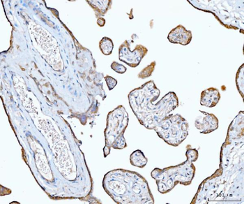 EIF3E Rabbit Polyclonal Antibody