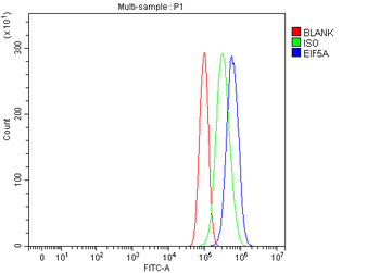 EIF5A Rabbit Polyclonal Antibody