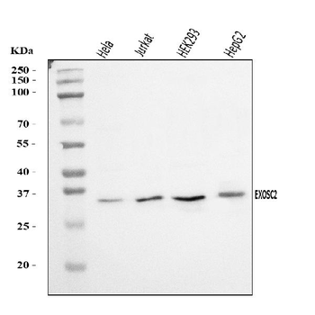 RRP4/EXOSC2 Rabbit Polyclonal Antibody