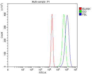 Fibrillarin/FBL Rabbit Polyclonal Antibody