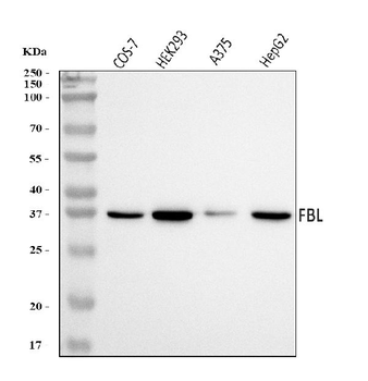 Fibrillarin/FBL Rabbit Polyclonal Antibody