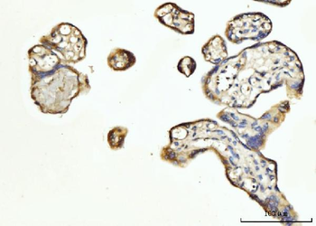 FGF3 Rabbit Polyclonal Antibody