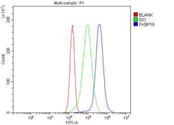 FKBP135/FKBP15 Rabbit Polyclonal Antibody