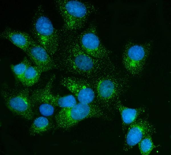 FKBP135/FKBP15 Rabbit Polyclonal Antibody