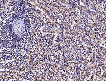 FKBP135/FKBP15 Rabbit Polyclonal Antibody