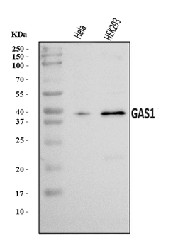 GAS1 Rabbit Polyclonal Antibody