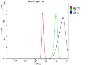 GHITM Rabbit Polyclonal Antibody