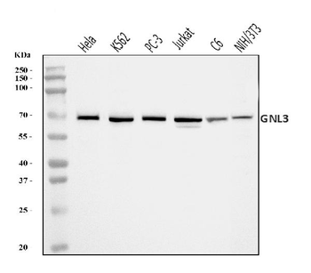 Nucleostemin/GNL3 Rabbit Polyclonal Antibody
