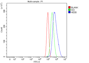 HES5 Rabbit Polyclonal Antibody