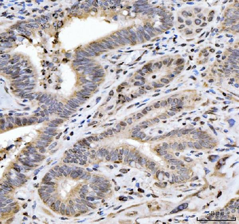 HES5 Rabbit Polyclonal Antibody