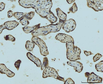 HES5 Rabbit Polyclonal Antibody