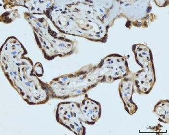HES5 Rabbit Polyclonal Antibody