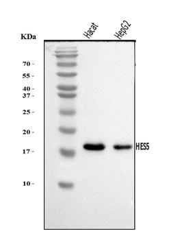 HES5 Rabbit Polyclonal Antibody