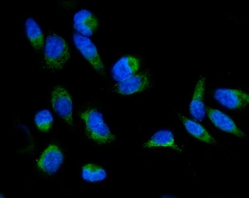 GRPEL1 Rabbit Polyclonal Antibody