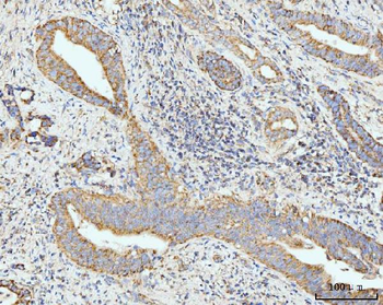 GRPEL1 Rabbit Polyclonal Antibody