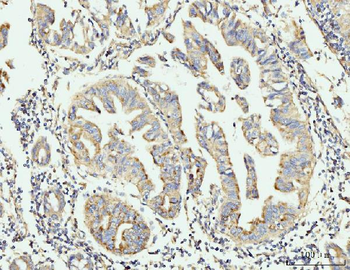 GRPEL1 Rabbit Polyclonal Antibody
