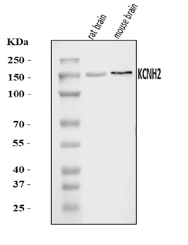 H-ERG/KCNH2/ERG Rabbit Polyclonal Antibody