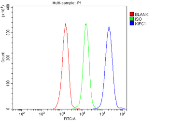 KIFC1 Rabbit Polyclonal Antibody