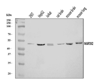MEK2/MAP2K2 Rabbit Polyclonal Antibody
