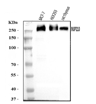 GP210/NUP210 Rabbit Polyclonal Antibody