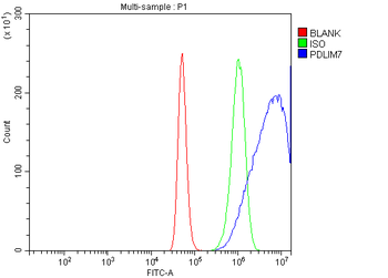 PDLIM7 Rabbit Polyclonal Antibody