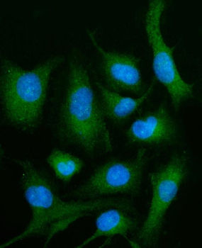 PLD3 Rabbit Polyclonal Antibody