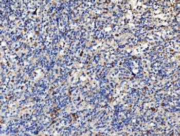 PLD3 Rabbit Polyclonal Antibody