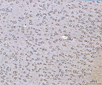 PLD3 Rabbit Polyclonal Antibody