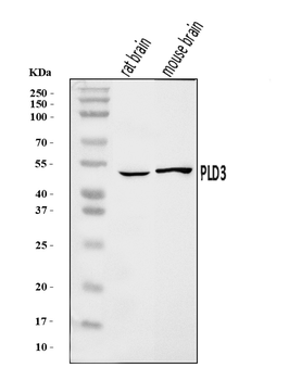 PLD3 Rabbit Polyclonal Antibody