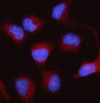 PTGES2/Gbf1 Rabbit Polyclonal Antibody
