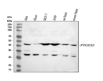 PTGES2/Gbf1 Rabbit Polyclonal Antibody