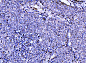 RAE1 Rabbit Polyclonal Antibody