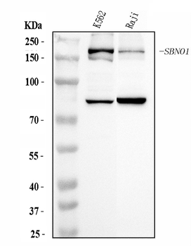 SBNO1 Rabbit Polyclonal Antibody