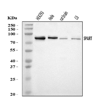 SPART Rabbit Polyclonal Antibody