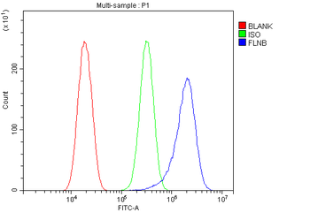 Filamin B/FLNB Rabbit Polyclonal Antibody
