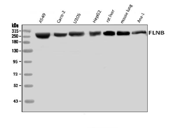 Filamin B/FLNB Rabbit Polyclonal Antibody