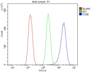 Filamin B/FLNB Rabbit Polyclonal Antibody