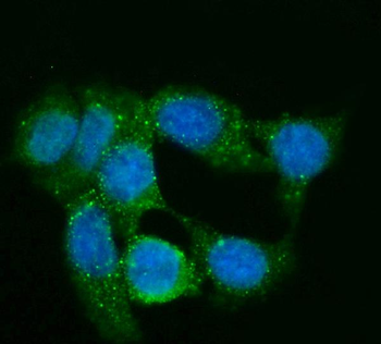 GNG2 Mouse Monoclonal Antibody