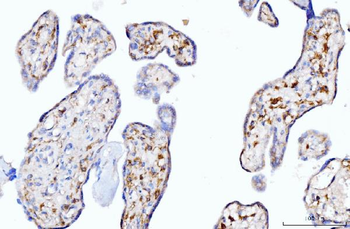 Moesin/MSN Mouse Monoclonal Antibody
