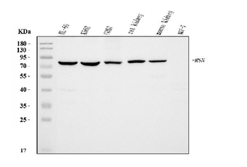 Moesin/MSN Mouse Monoclonal Antibody