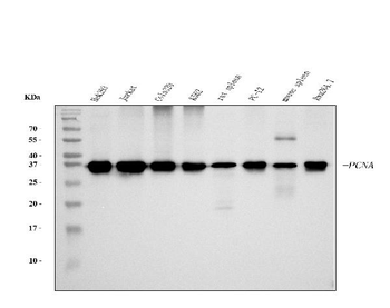 PCNA Mouse Monoclonal Antibody