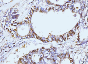 PCNA Mouse Monoclonal Antibody