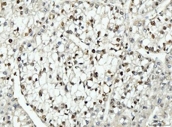 PCNA Mouse Monoclonal Antibody