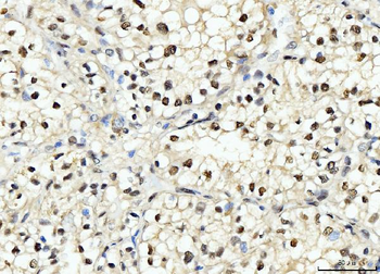 PCNA Mouse Monoclonal Antibody